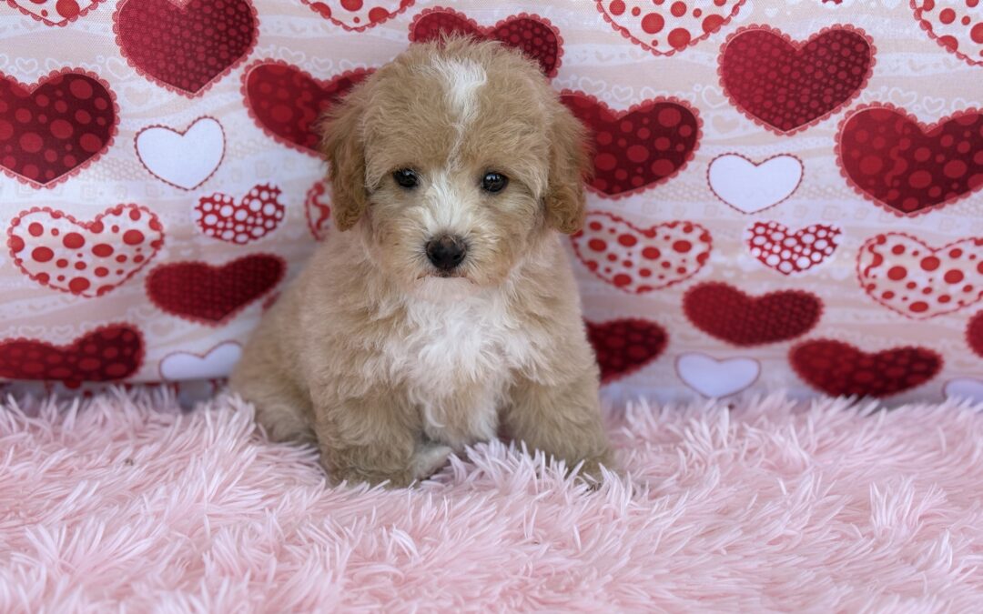FEMALE BICHAPOO PUPPY