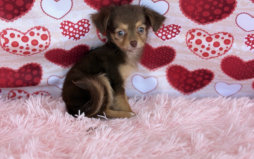 FEMALE CHIHUAHUA PUPPY