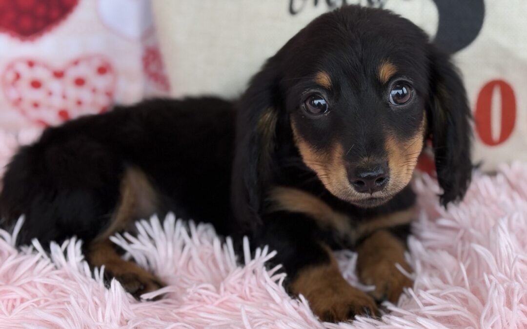 MALE MINIATURE DACHSHUND PUPPY