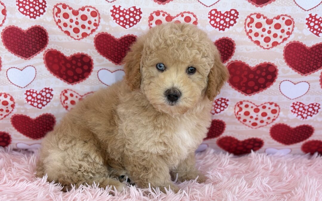 MALE MALTIPOO PUPPY