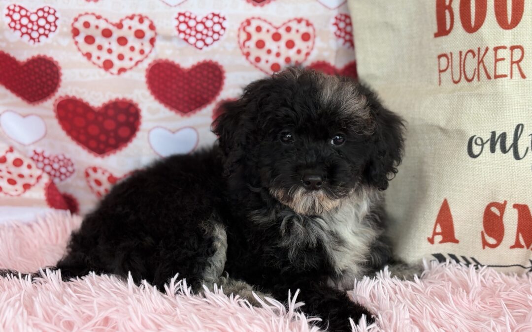 FEMALE MINI BERNEDOODLE PUPPY