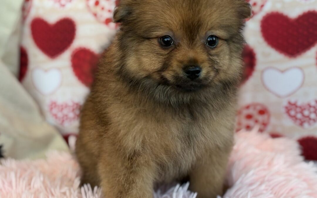 FEMALE POMERANIAN PUPPY