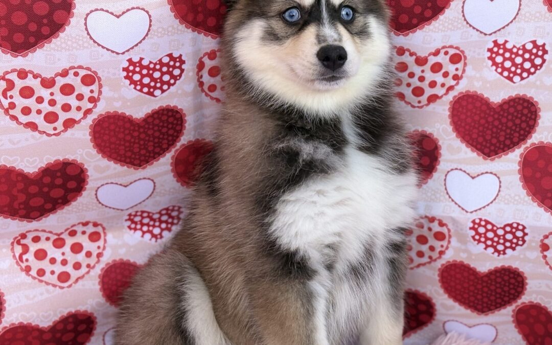 FEMALE POMSKY PUPPY