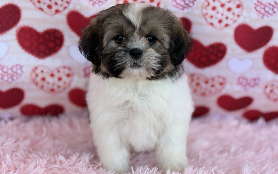 FEMALE SHIHPOO PUPPY
