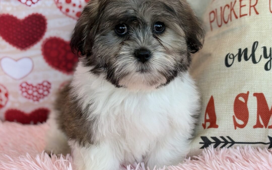 MALE TEDDYBEAR PUPPY