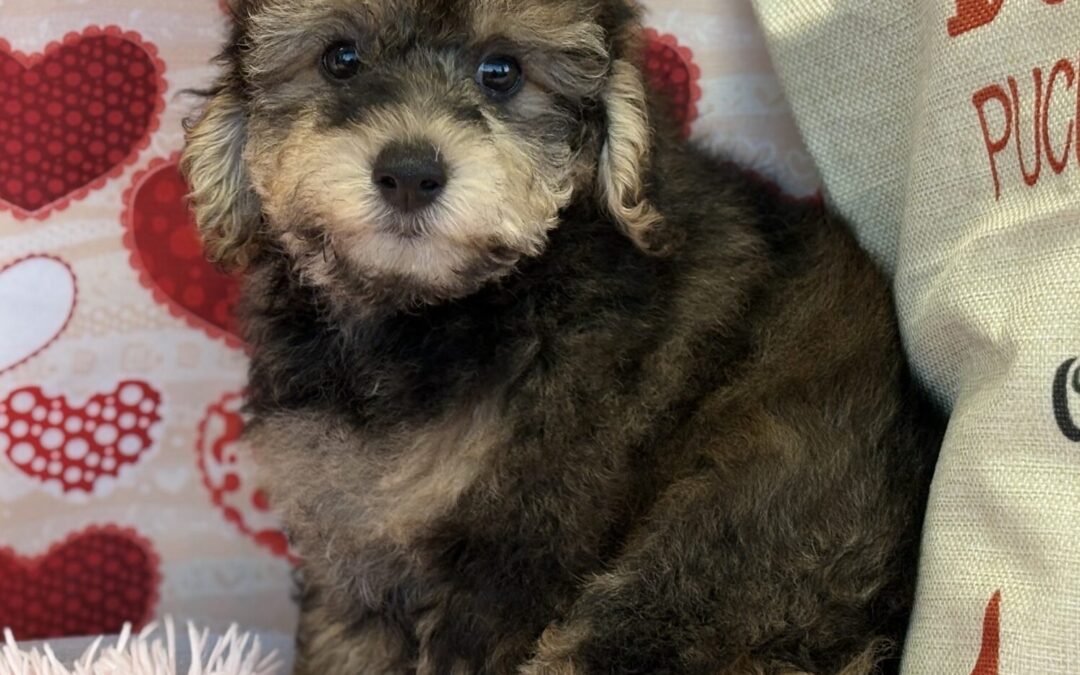 MALE YORKIEPOO PUPPY