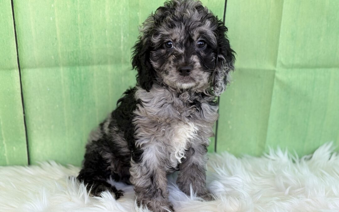 FEMALE COCKAPOO PUPPY