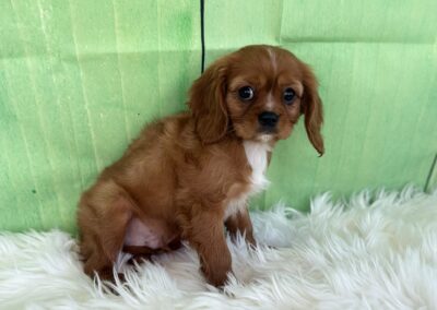 MALE CAVALIER KING CHARLES SPANIEL PUPPY