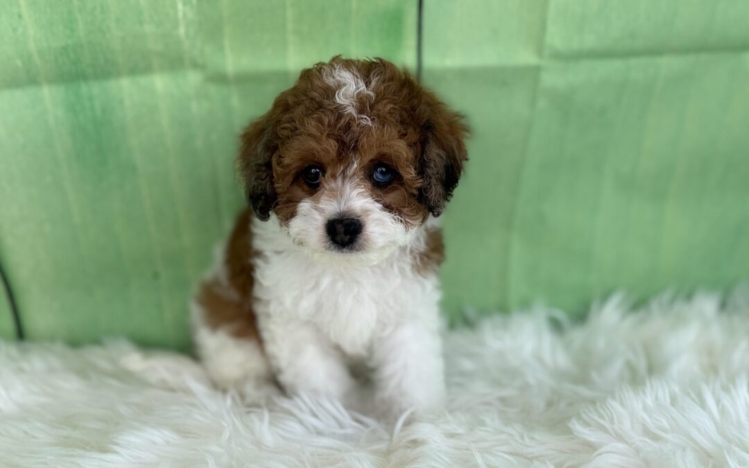MALE CAVAPOO PUPPY