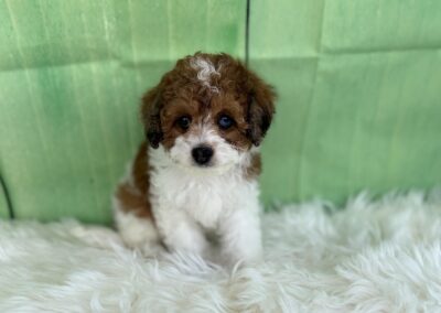 MALE CAVAPOO PUPPY