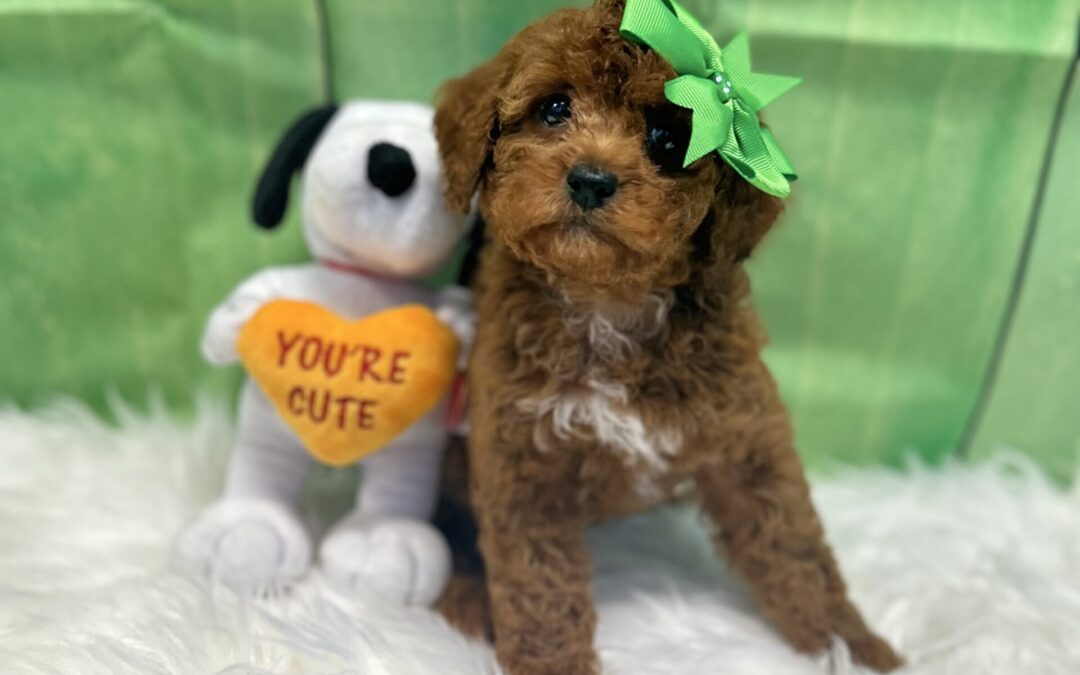 FEMALE CAVAPOO PUPPY