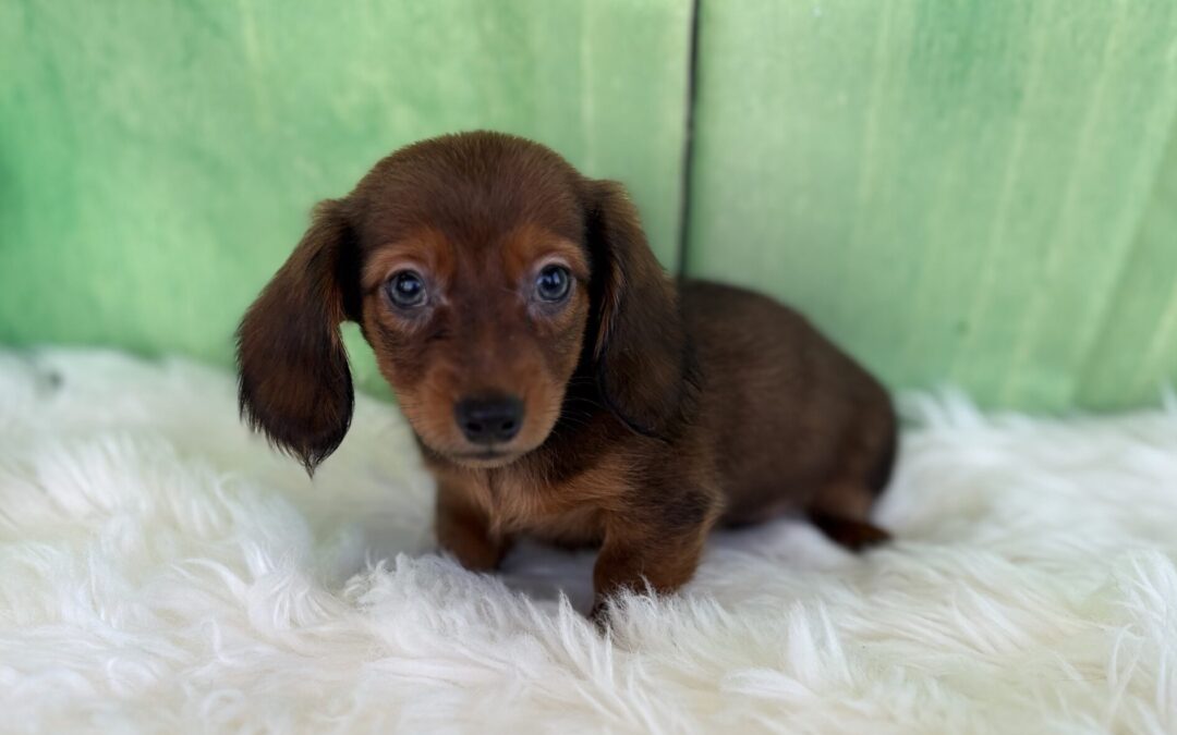 MALE MINIATURE DACHSHUND PUPPY