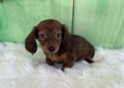 MALE MINIATURE DACHSHUND PUPPY