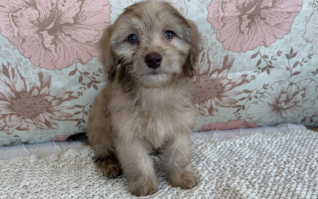 FEMALE DOXIEPOO PUPPY