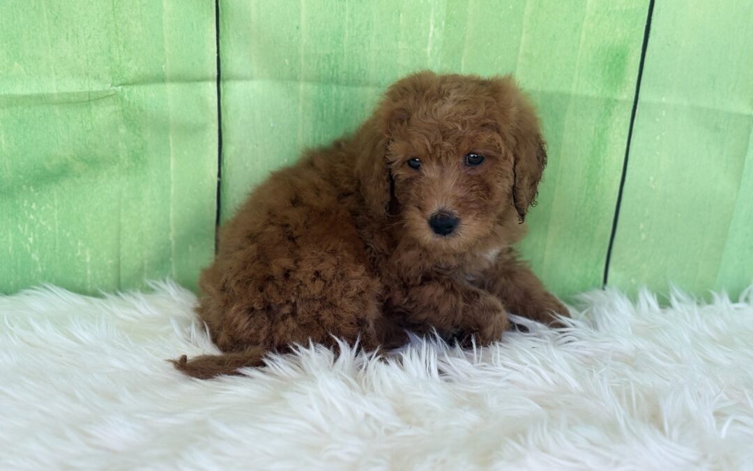 FEMALE MINI GOLDENDOODLE PUPPY