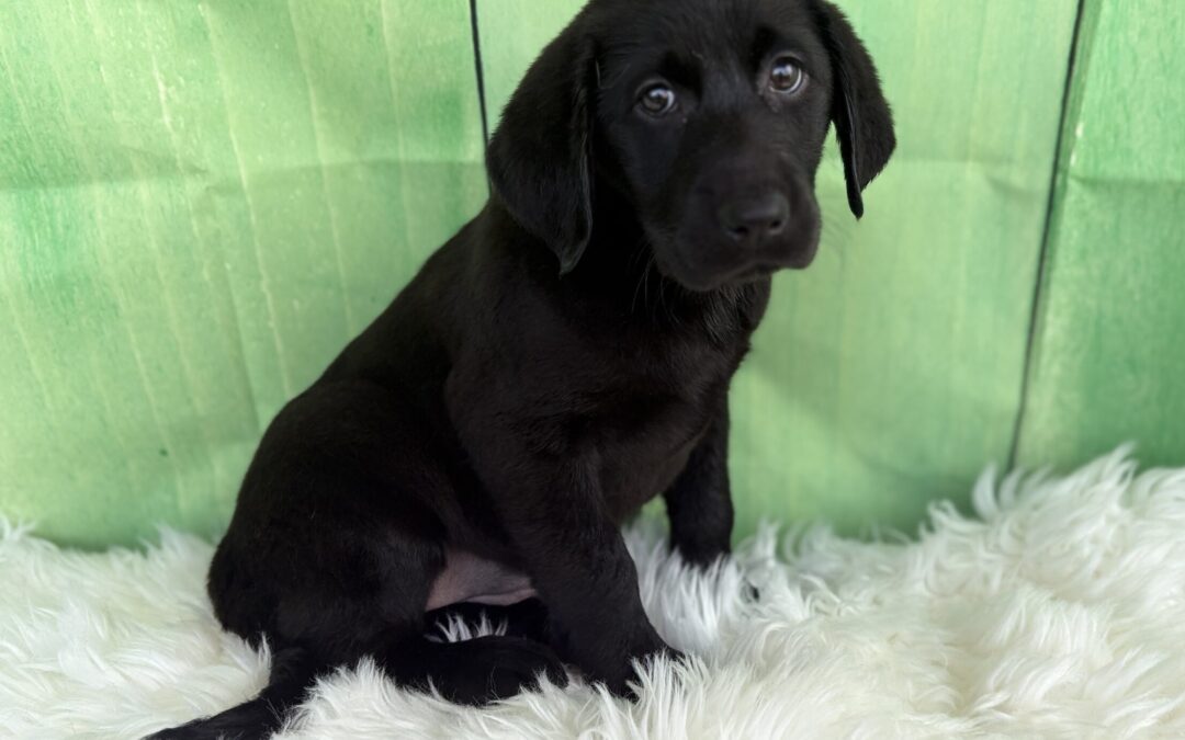 FEMALE LABRADOR RETRIEVER PUPPY