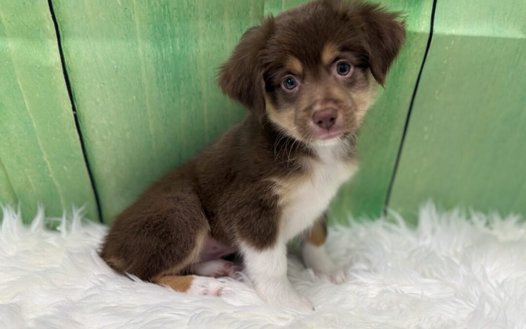 MALE MINI AUSTRALIAN SHEPHERD PUPPY