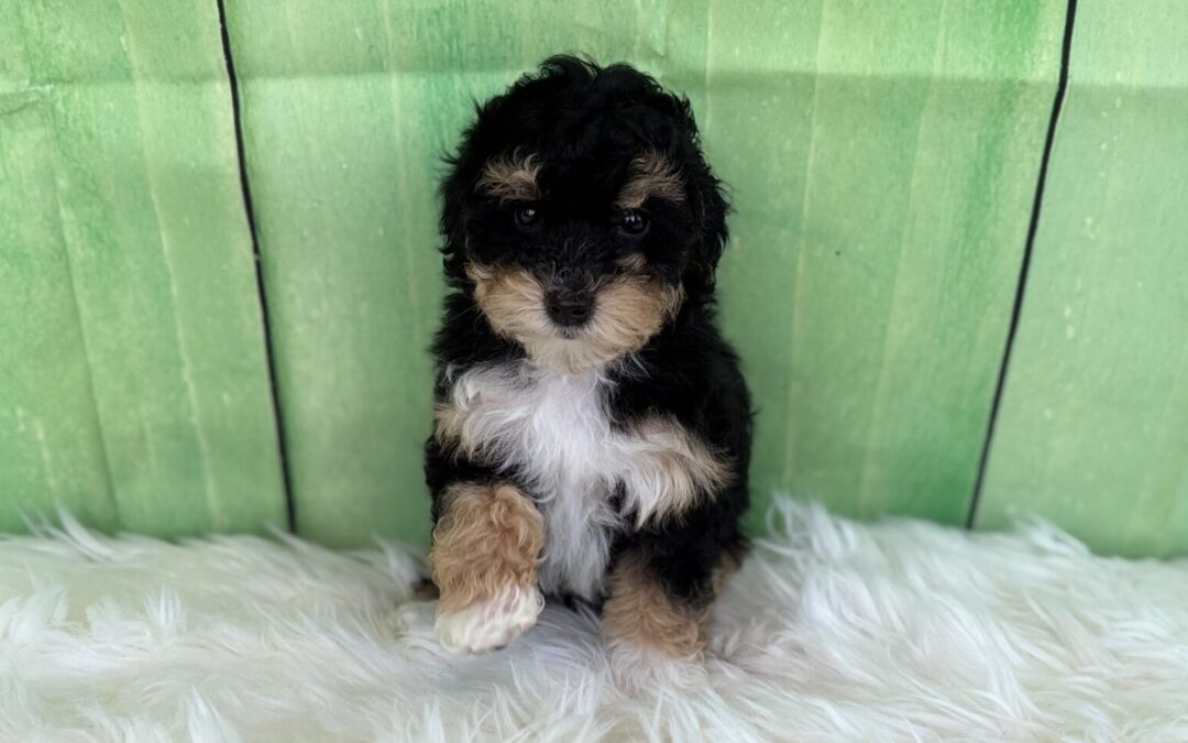 FEMALE MINIATURE BERNEDOODLE PUPPY
