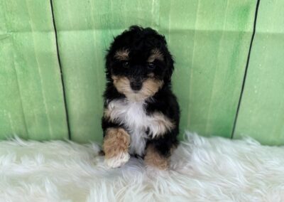 FEMALE MINIATURE BERNEDOODLE PUPPY