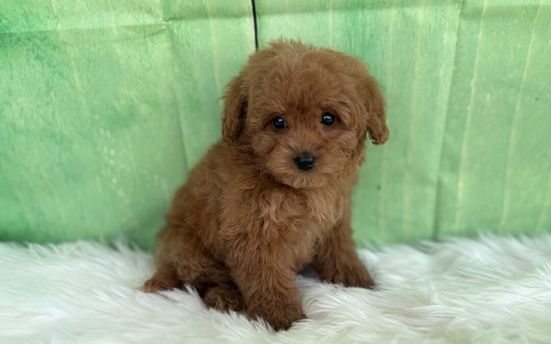 MALE MINI GOLDENDOODLE PUPPY