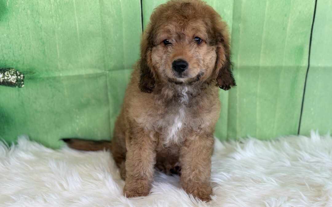FEMALE MINI GOLDENDOODLE PUPPY