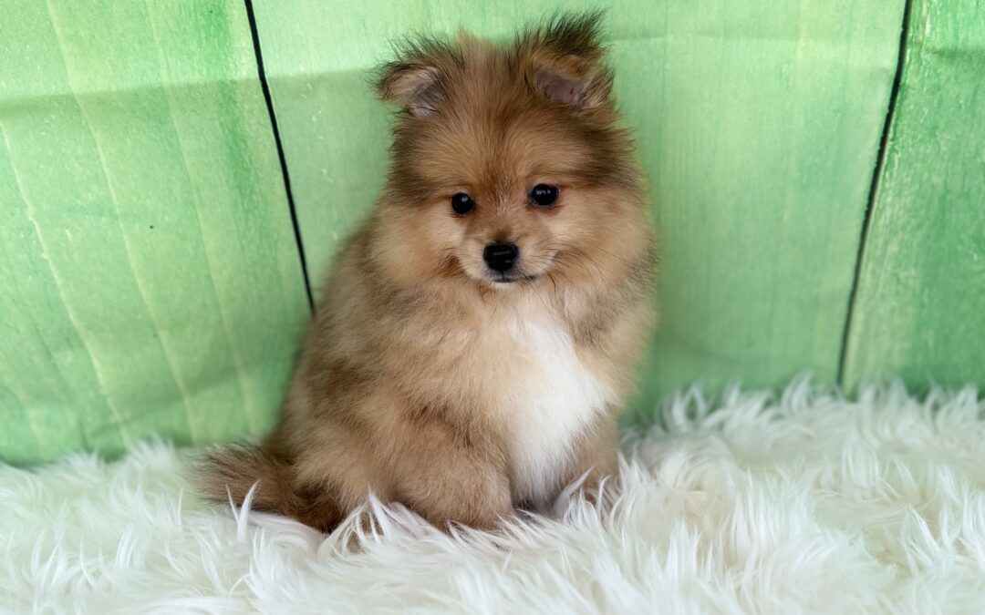 MALE POMERANIAN PUPPY