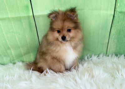 MALE POMERANIAN PUPPY