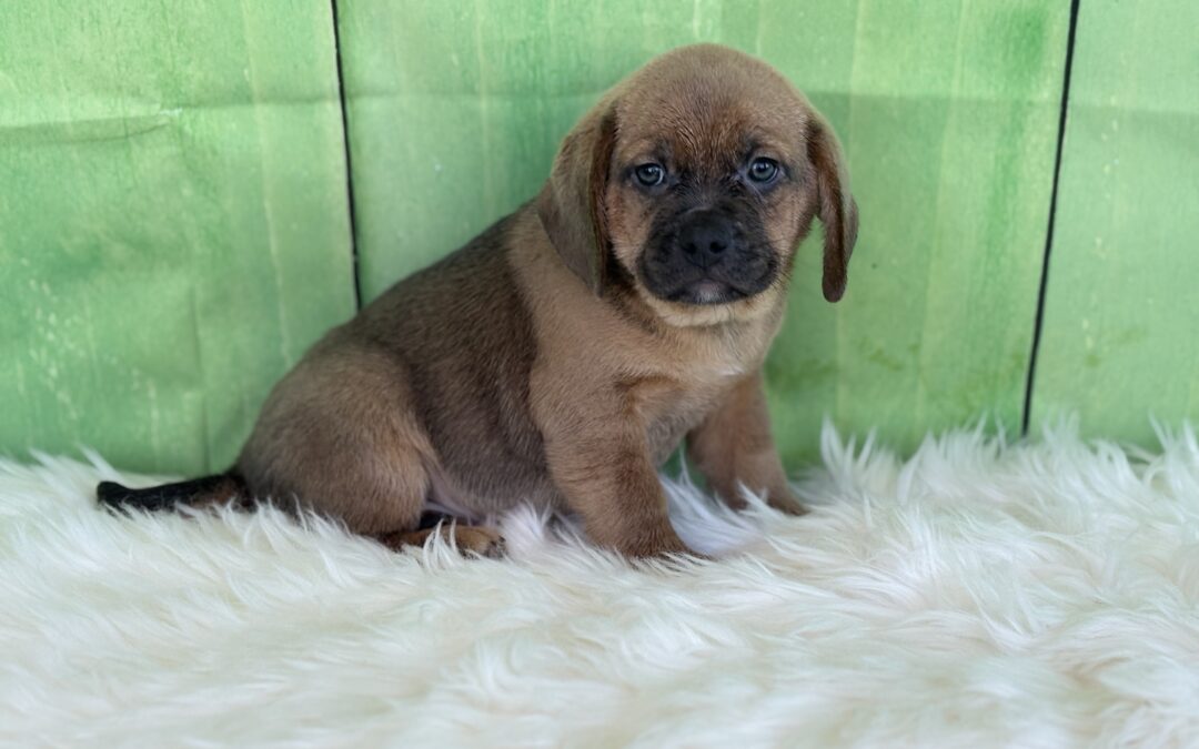 MALE PUGGLE PUPPY