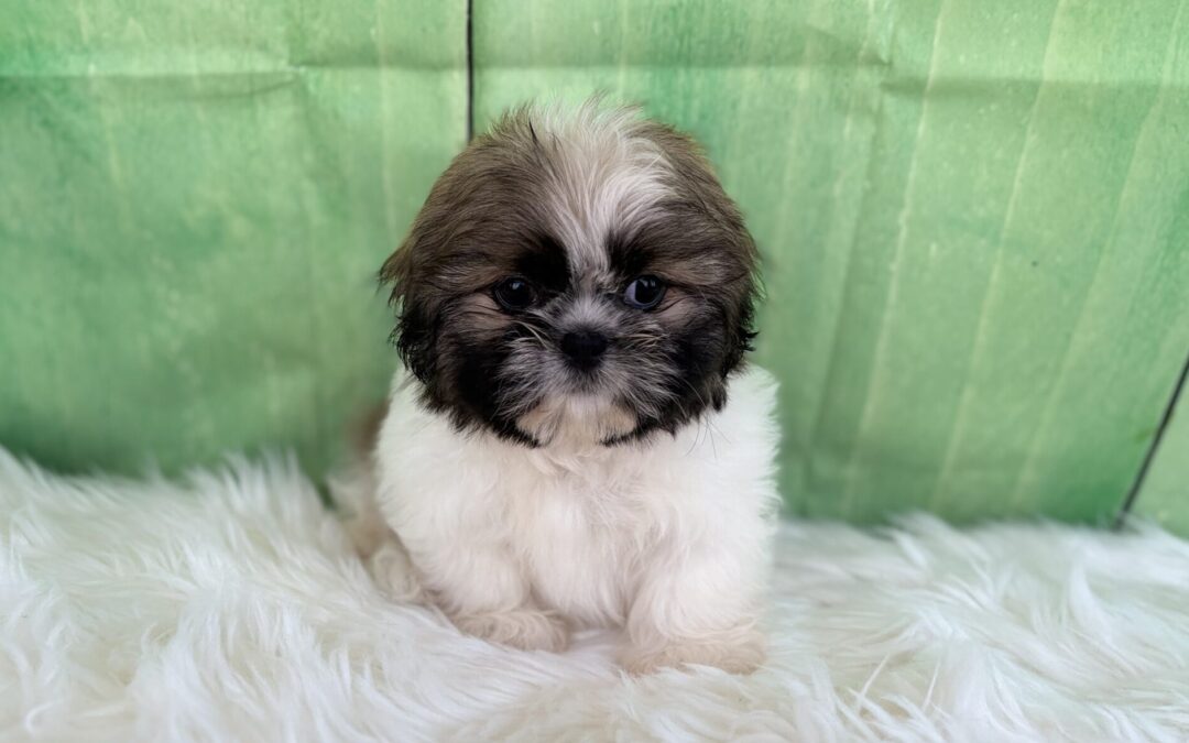 MALE SHIHTZU PUPPY