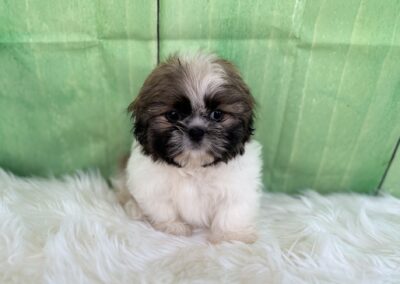 MALE SHIHTZU PUPPY