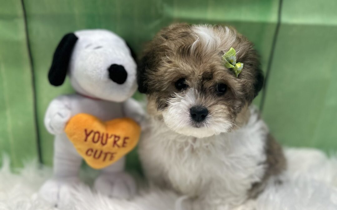 FEMALE TEDDYBEAR PUPPY