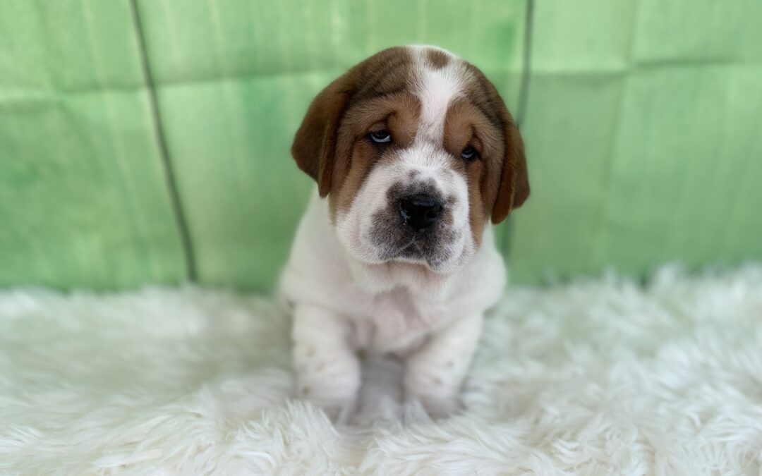 MALE WALRUS PUPPY