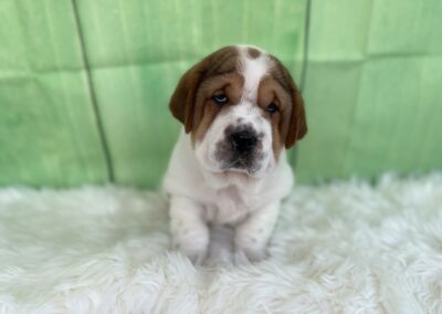 MALE WALRUS PUPPY