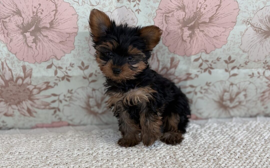 FEMALE YORKSHIRE TERRIER PUPPY