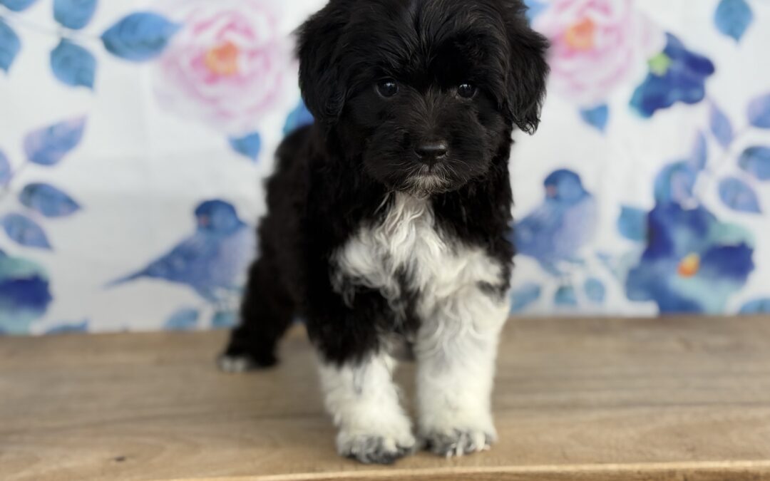 MALE MINI AUSSIEDOODLE PUPPY