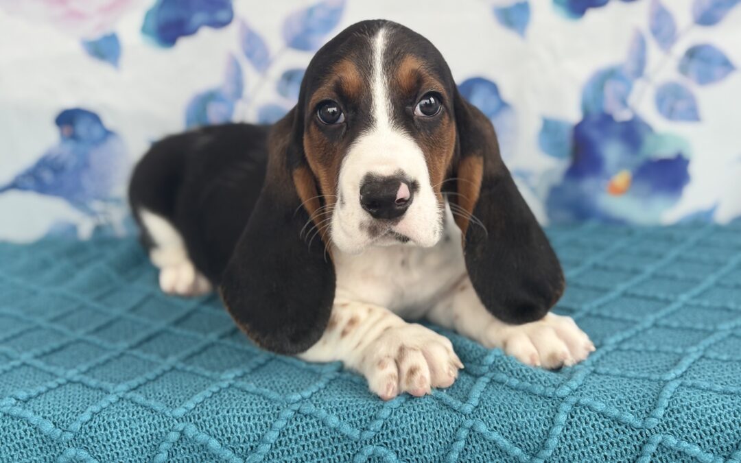 MALE BASSET HOUND PUPPY