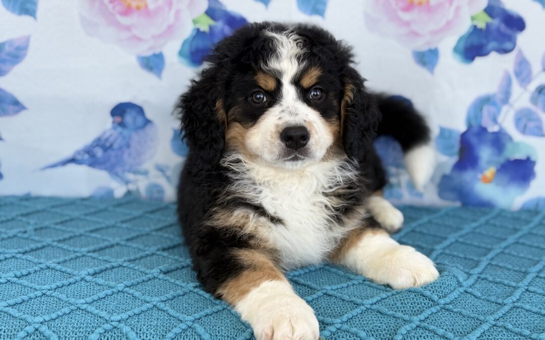 FEMALE MINI BERNEDOODLE PUPPY