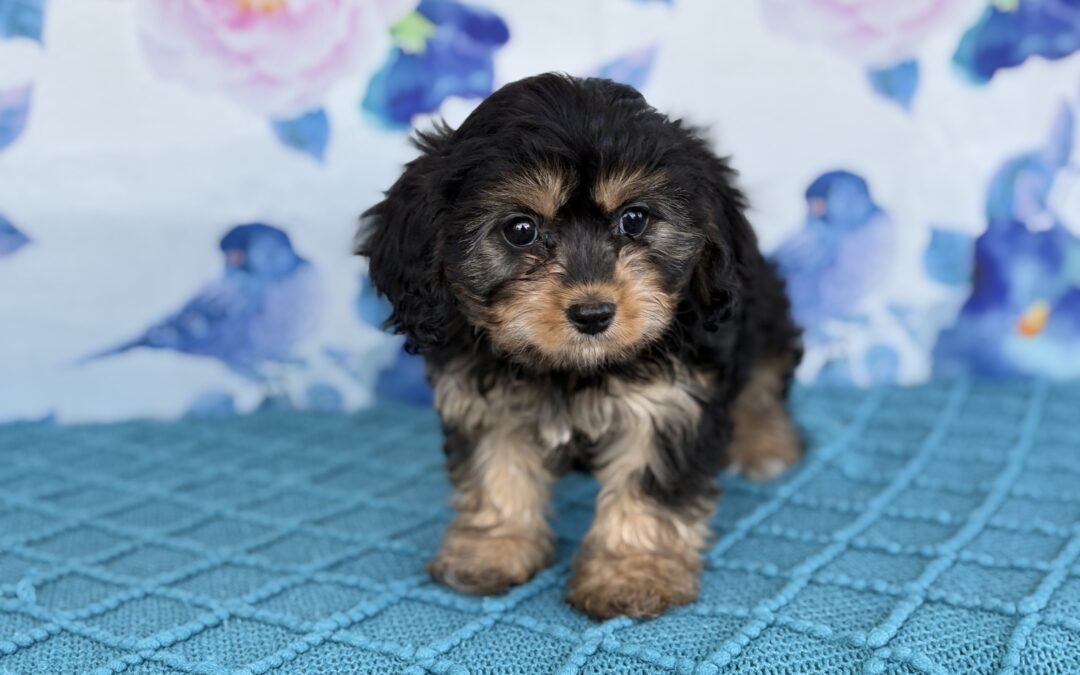 FEMALE CAVACHON PUPPY