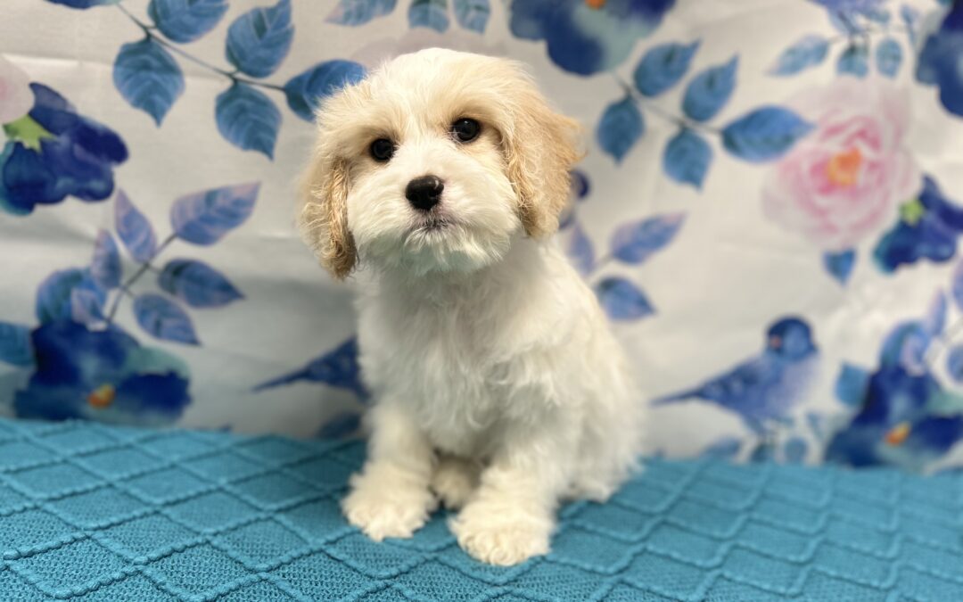 MALE CAVACHON PUPPY