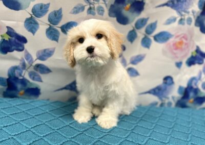 MALE CAVACHON PUPPY