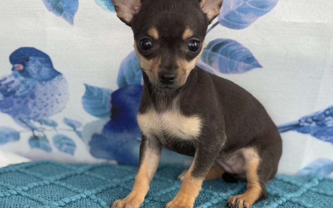 FEMALE CHIHUAHUA PUPPY