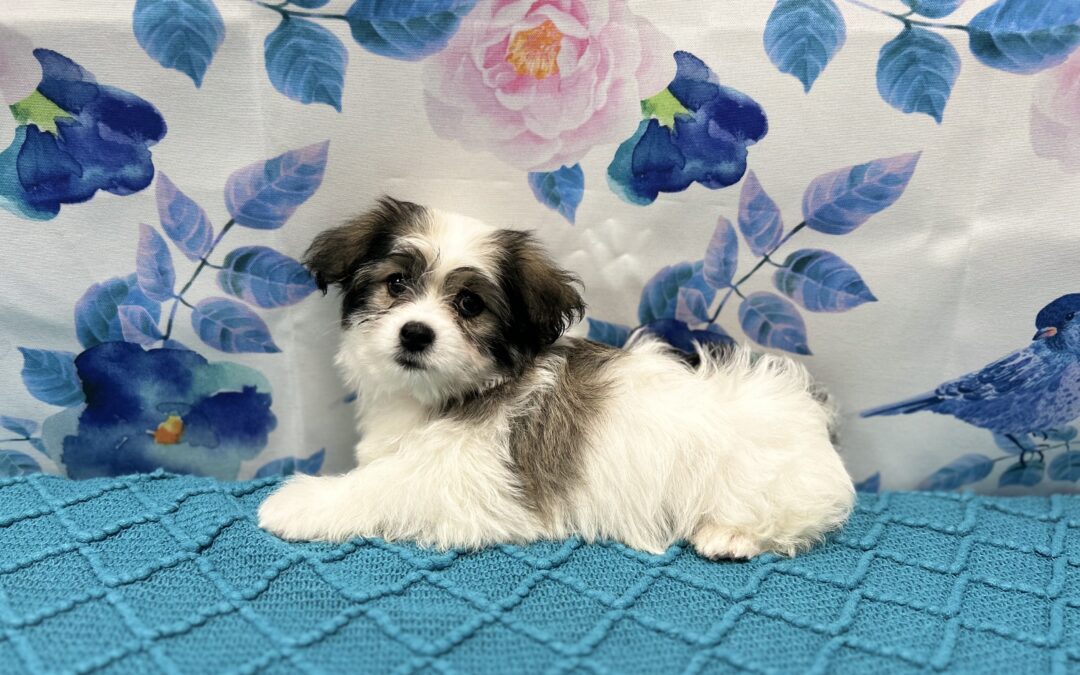 FEMALE COTON DE TULEAR PUPPY