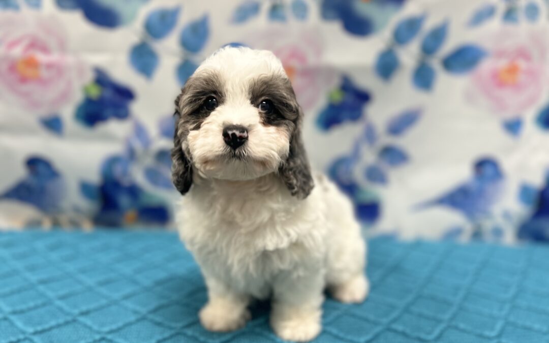 MALE DOXIEPOO PUPPY