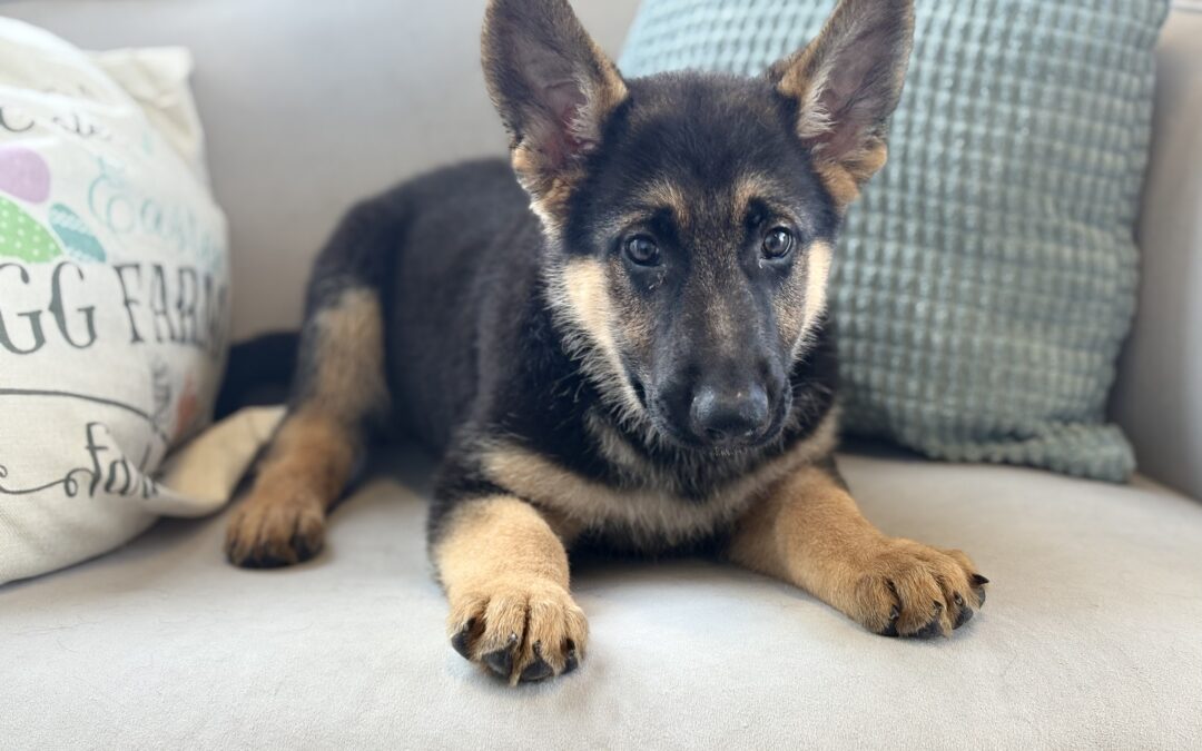 FEMALE GERMAN SHEPHERD PUPPY