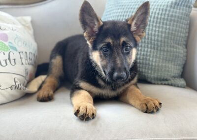 FEMALE GERMAN SHEPHERD PUPPY