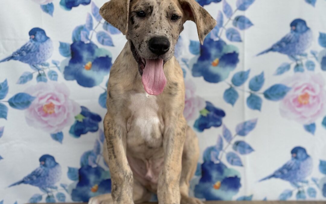 MALE GREAT DANE PUPPY