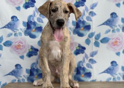 MALE GREAT DANE PUPPY