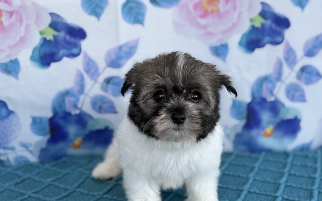 MALE HAVANESE PUPPY