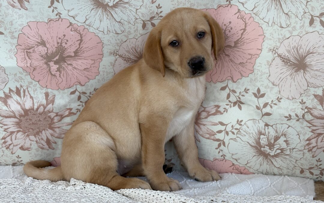 FEMALE LABRADOR RETRIEVER PUPPY