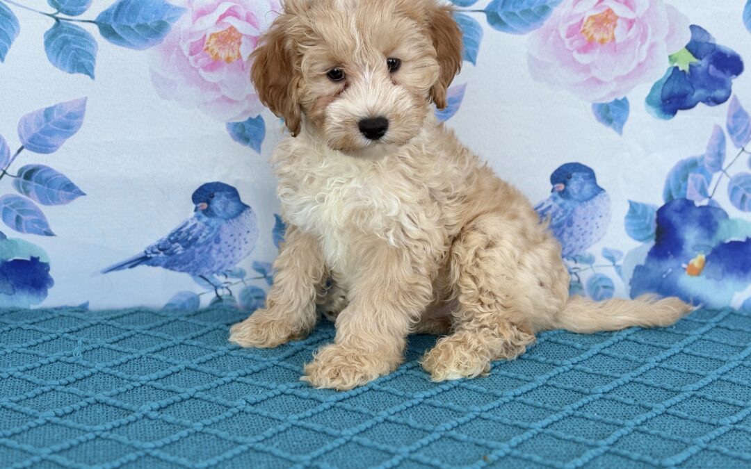 MALE CAVAPOO F2 PUPPY